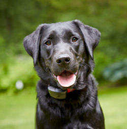 DogWatch of the Red River Valley, Hillsboro, North Dakota | SmartFence Contact Us Image