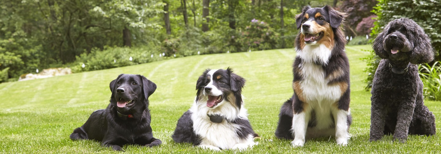 DogWatch of the Red River Valley, Hillsboro, North Dakota | Support Footer Image Image