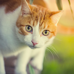 DogWatch of the Red River Valley, Hillsboro, North Dakota | Cat Fences Contact Us Image