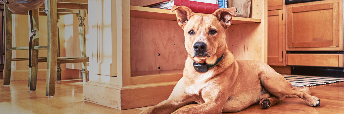 DogWatch of the Red River Valley, Hillsboro, North Dakota | Indoor Pet Fences Slider Image
