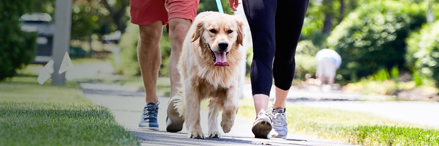 DogWatch of the Red River Valley, Hillsboro, North Dakota | SideWalker Leash Trainer Slider Image