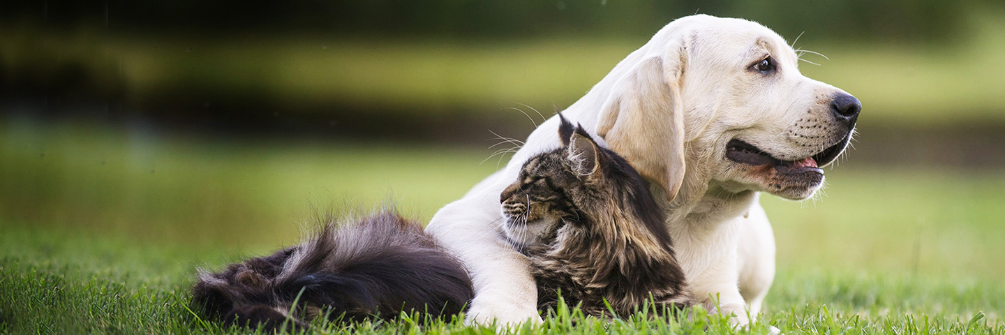 DogWatch of the Red River Valley, Hillsboro, North Dakota | Cat Fences Slider Image